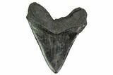Glossy, Fossil Megalodon Tooth - South Carolina #140724-2